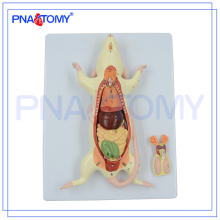 PNT-0821 de haute qualité Anatomie Animal 6 pièces Rat Mouse Model